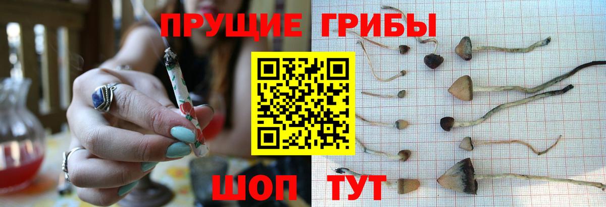 Ступино  Галлюциногенные грибы Cubensis  купить наркотик  Вход с VPN 